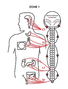 Chiropractic Rochester MN Zone 1