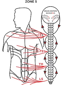 Chiropractic Rochester MN Zone 5