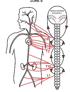 Chiropractic Rochester MN Zone 6