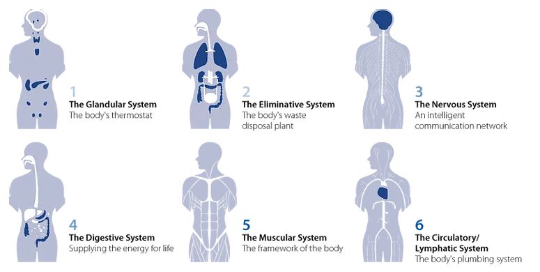 Six Zones of the Human Body in Rochester MN